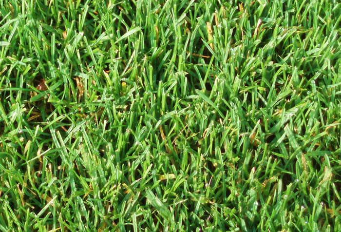 Supra Schattenrasen von Widder Rollrasen