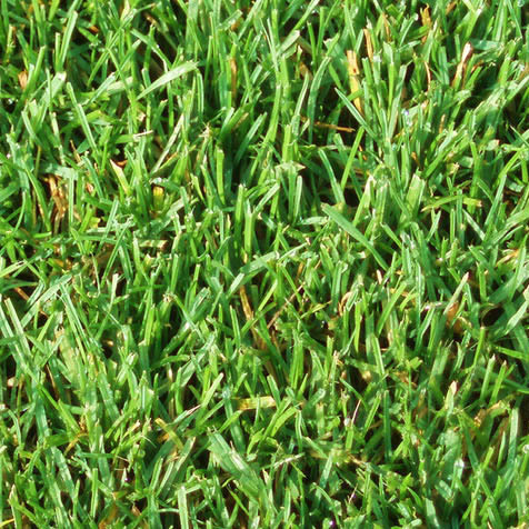 Supra Schattenrasen von Widder Rollrasen