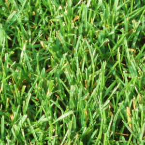 Sportrasen & Freizeitrasen von Widder Rollrasen